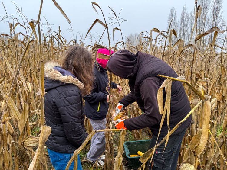 Kukoricaszedés a tangazdaságban – élőben tanultuk a szakmát 🌽