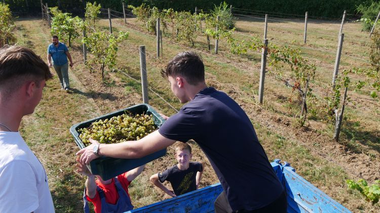 Szüreten volt nálunk a Krúdy! 🍇