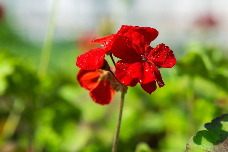 Szorgos munka a tangazdaság kertészetében 🍅🌸