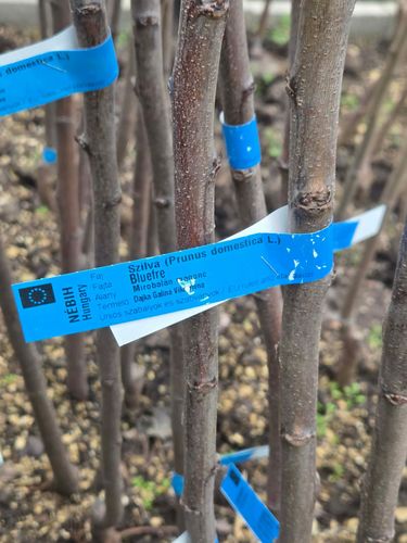 61d48741-02ee-4543-aa7d-2bfd6a146512 szilva.jpg