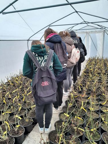 7617251c-d91d-4cd8-af48-21d679fc6659 rózsák fóliasátorban.jpg